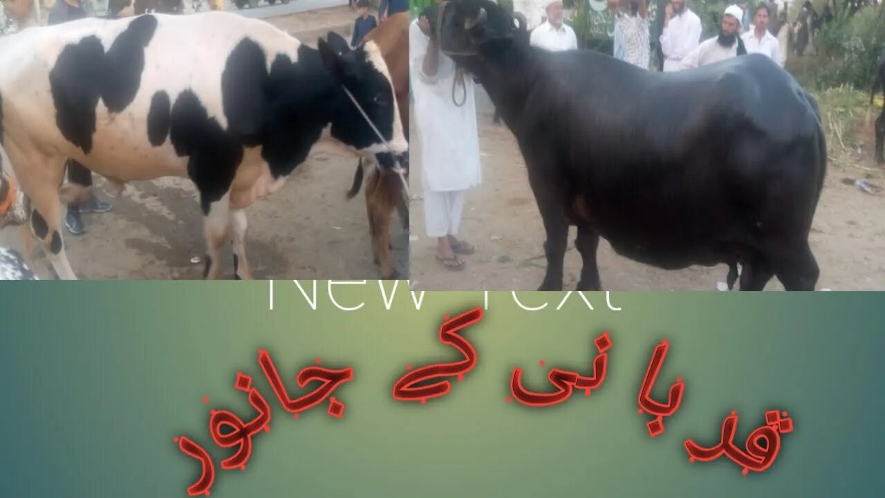 قربانی کے جانور اسلام آباد میں!Kurbani ky janwer islamabad main !vellamunda doblicatl