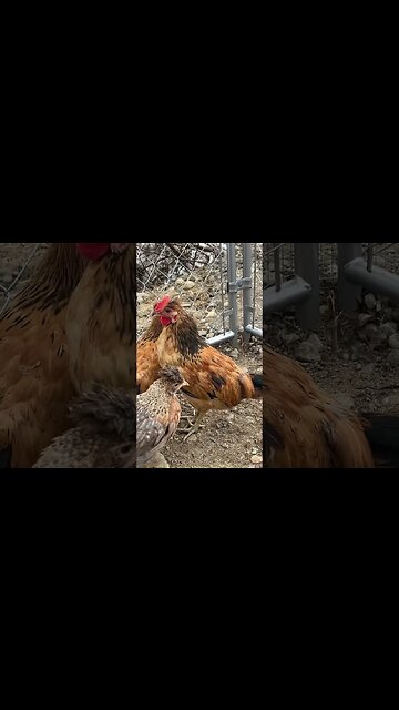 Our new chicks are growing so fast! 🐥 #HomeFreeAlaska #Alaska #OffGrid #Shorts