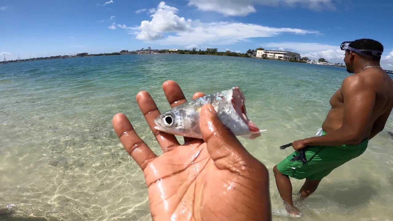 Barracuda *ATTACK* on the beach #Shorts