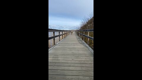 A dog running in the bridge