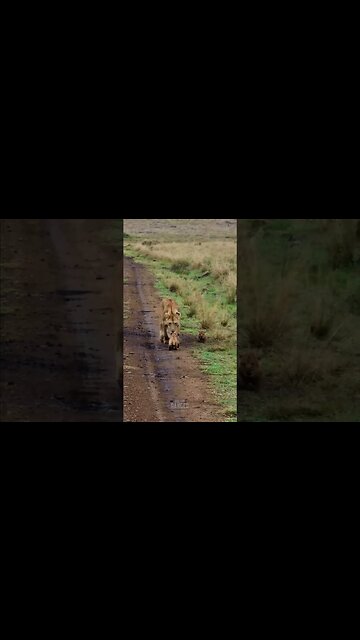 Troublesome Twins #shorts | #ShortsAfrica