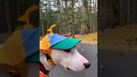 Try not to laugh🤣 Funny animals😹#shorts