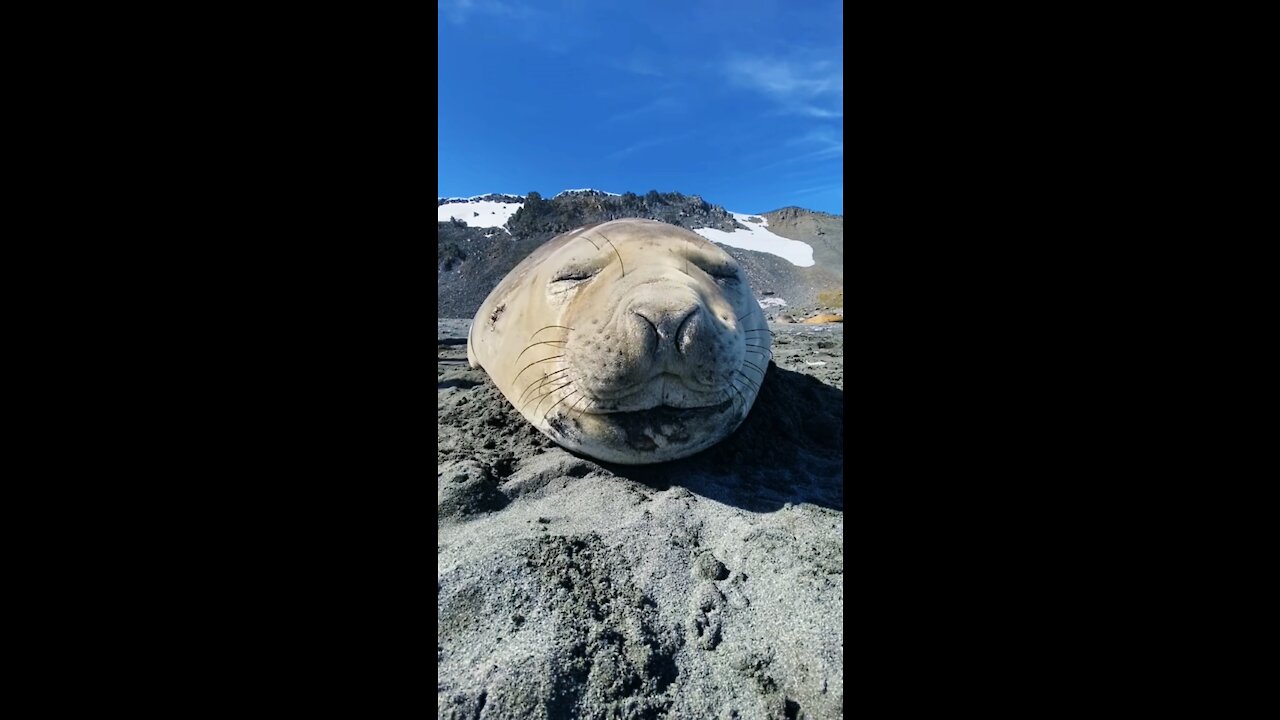 Seal Sneezing