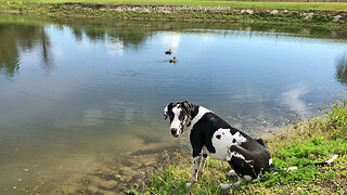 Great Dane Puppy Makes New Duck Friends