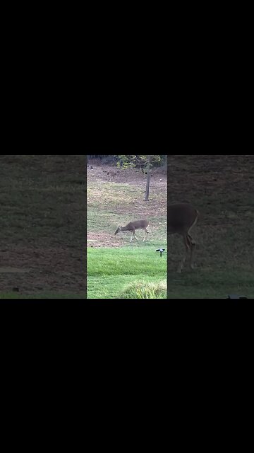 Big Bucks playing in the yard #bigbucks #deer #deerhunting
