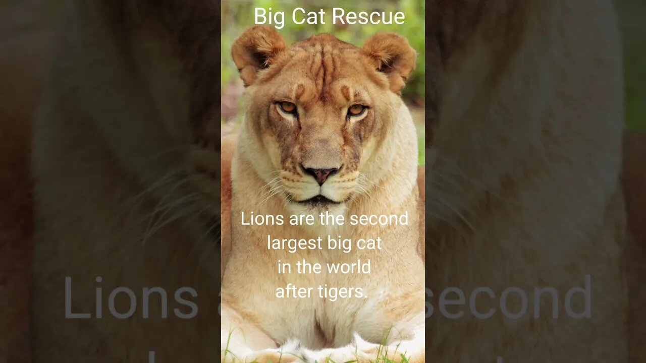 BIG CAT FACTS #7 ~Lion Facts #bigcatrescue #bigcats #lion #facts #reels #reelsvideo #cats #shorts