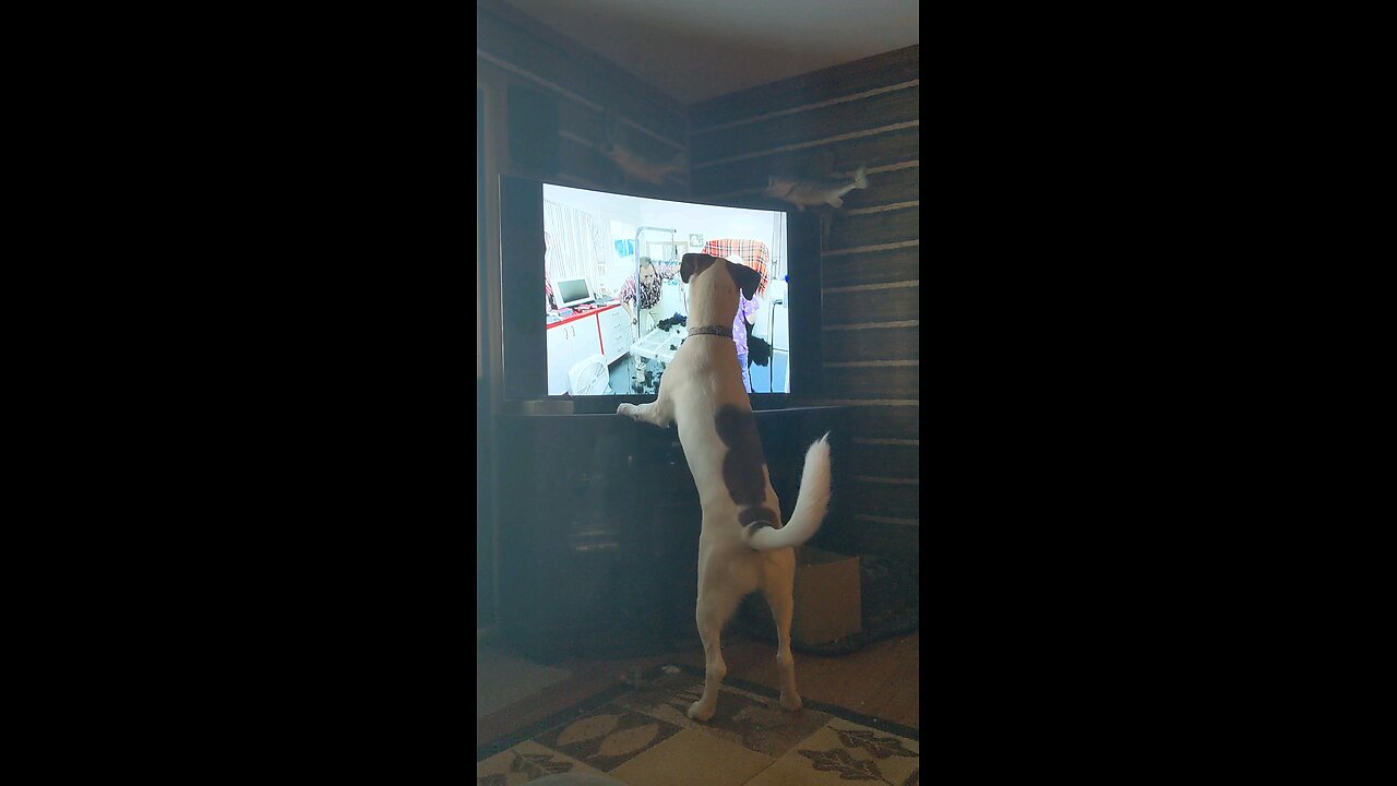 Odin and the giant TV dog