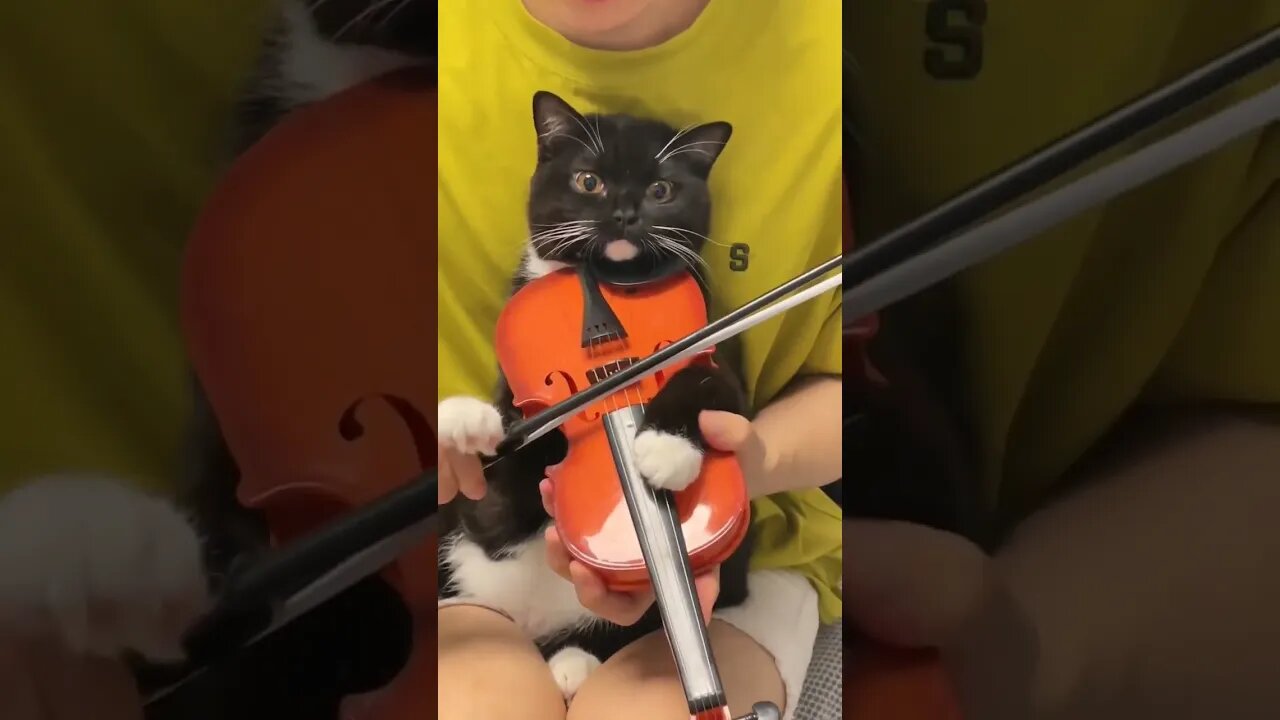 小猫拉#小提琴