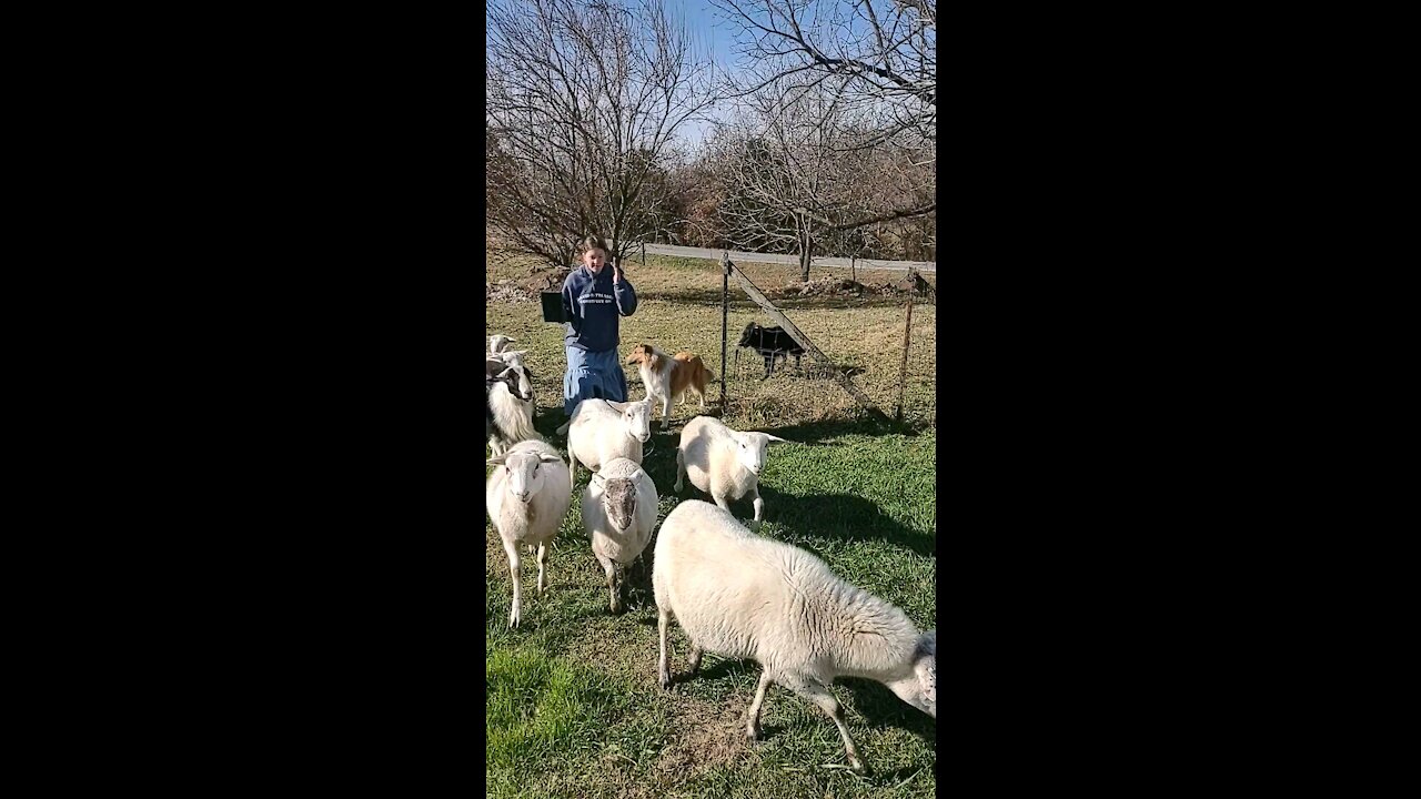 Moving the sheep