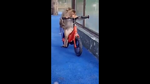 Monkeys on bicycles🙈😂