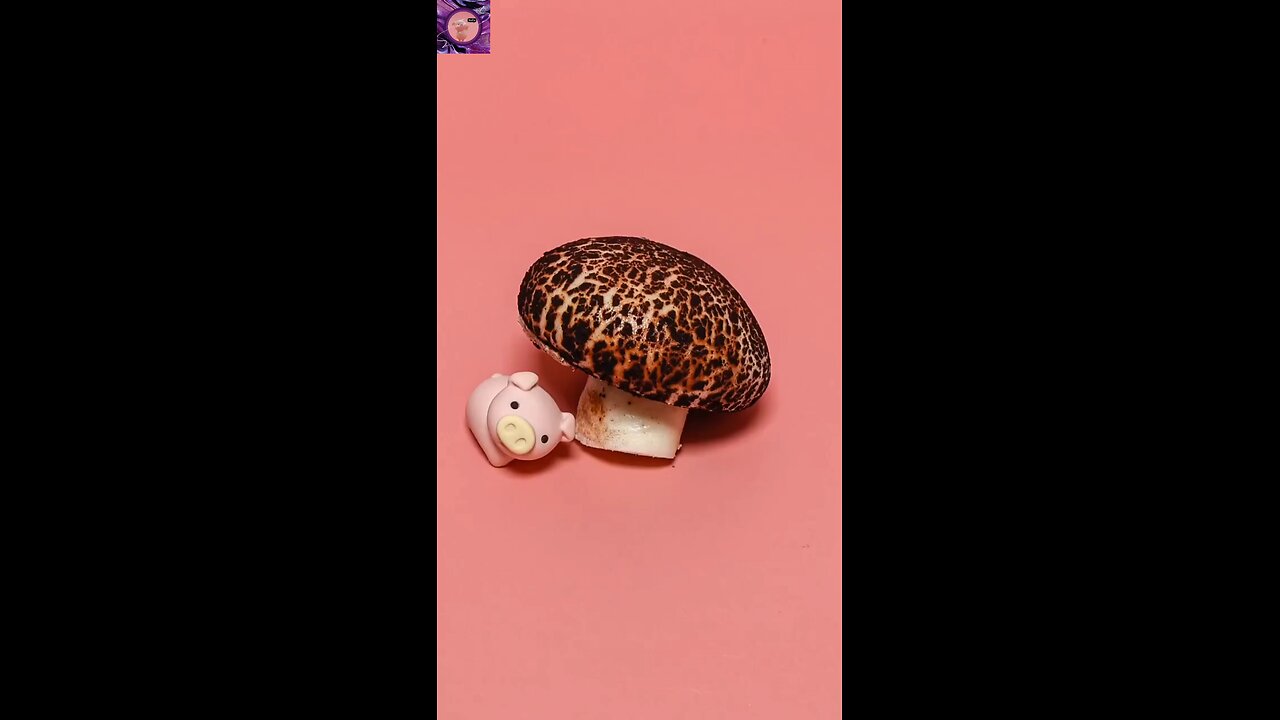 small pig