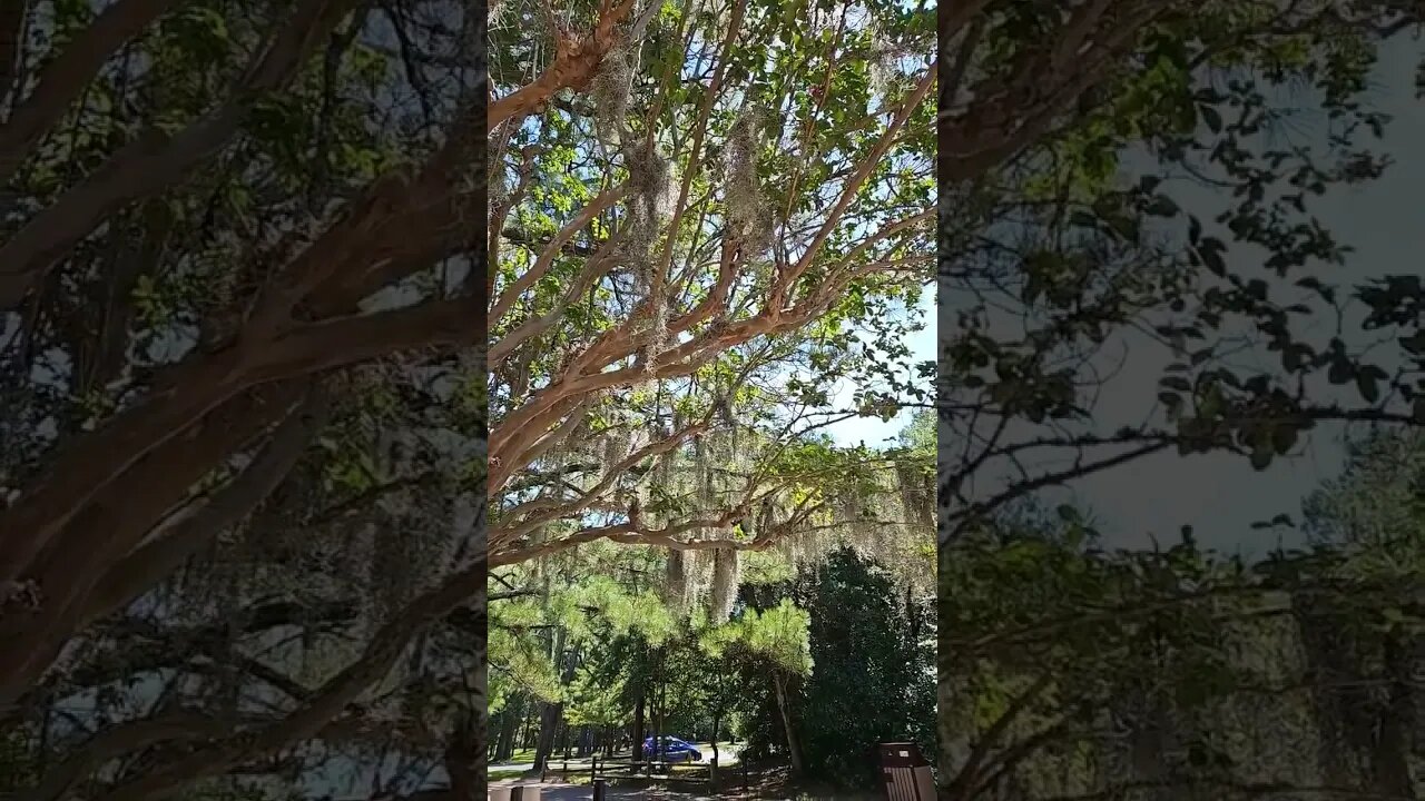trees got a beard