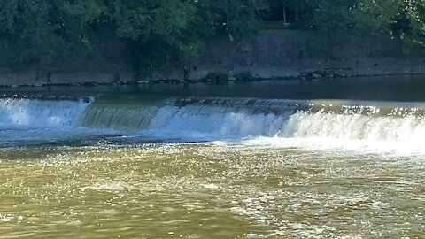 2021 Salmon run Humber River 57