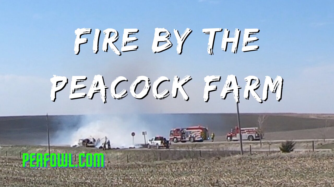 Fire By The Peacock Farm, Peacock Minute, peafowl.com