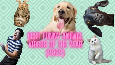 Best Funny Animal Videos of the year (2022)