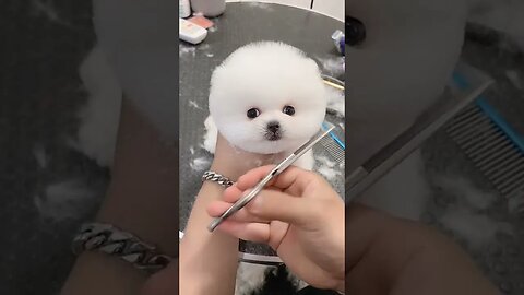 Cute Pomeranian Puppy Bath and Haircut #shorts