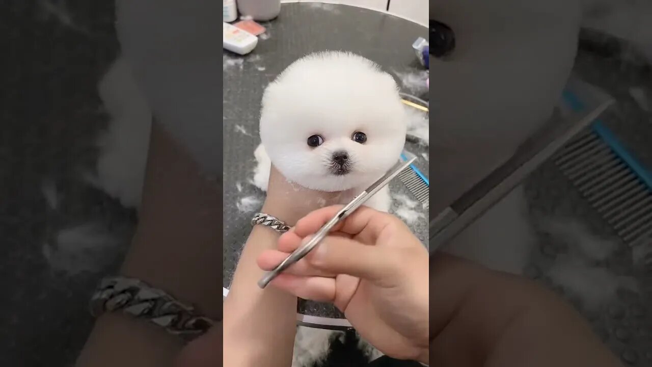 Cute Pomeranian Puppy Bath and Haircut #shorts