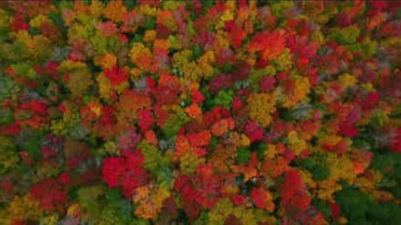 Outono vive de paisagens coloridas