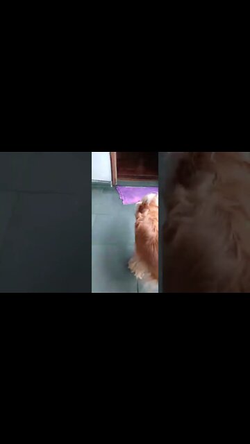 #dogshow , #animals , #dogs , #shorts