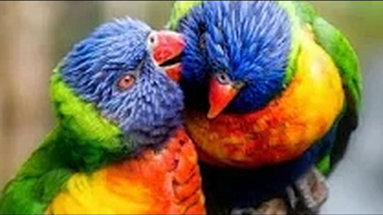 Cutest birds, world's most beautiful birds