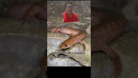 This axolotl like salamander is only found in West Virginia