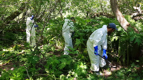 2021 - Berce DU CAUCASE - Eradication manuelle