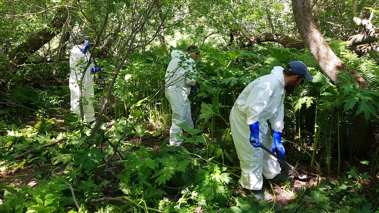 2021 - Berce DU CAUCASE - Eradication manuelle