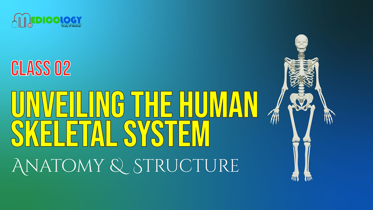 Unveiling the Human Skeletal System: Anatomy, Structure, and Function