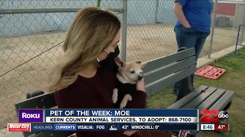 Pet of the Week: Moe