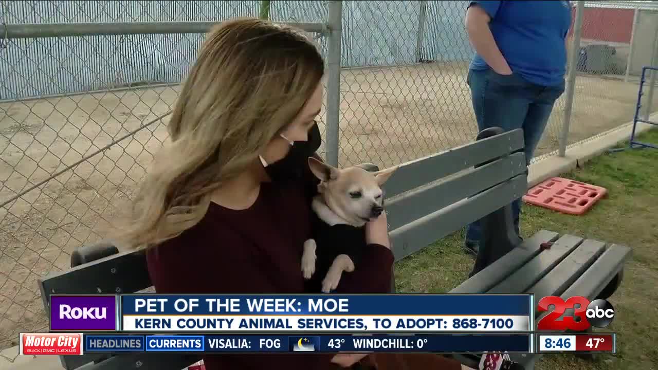 Pet of the Week: Moe