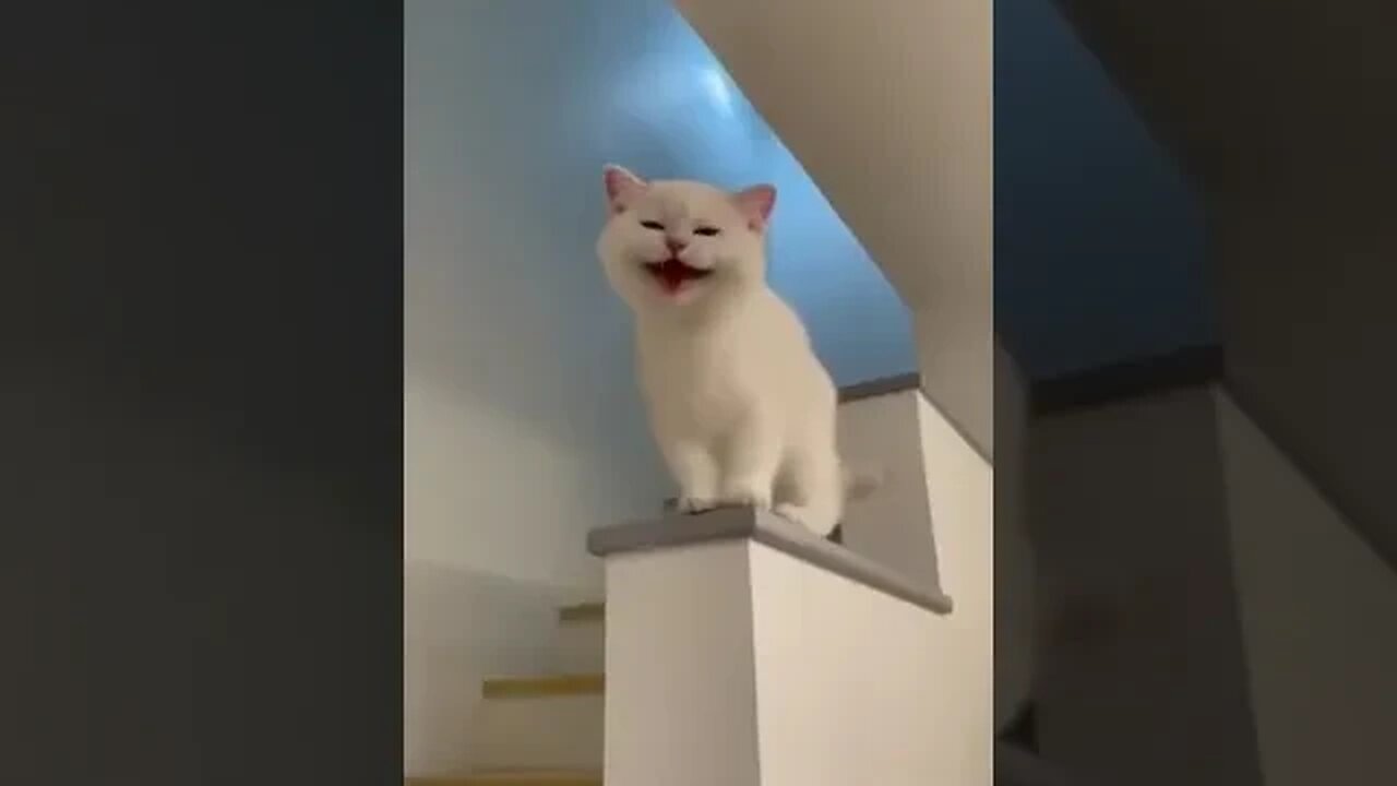 Cat video #cat#catfancy#cutecat#nicecat