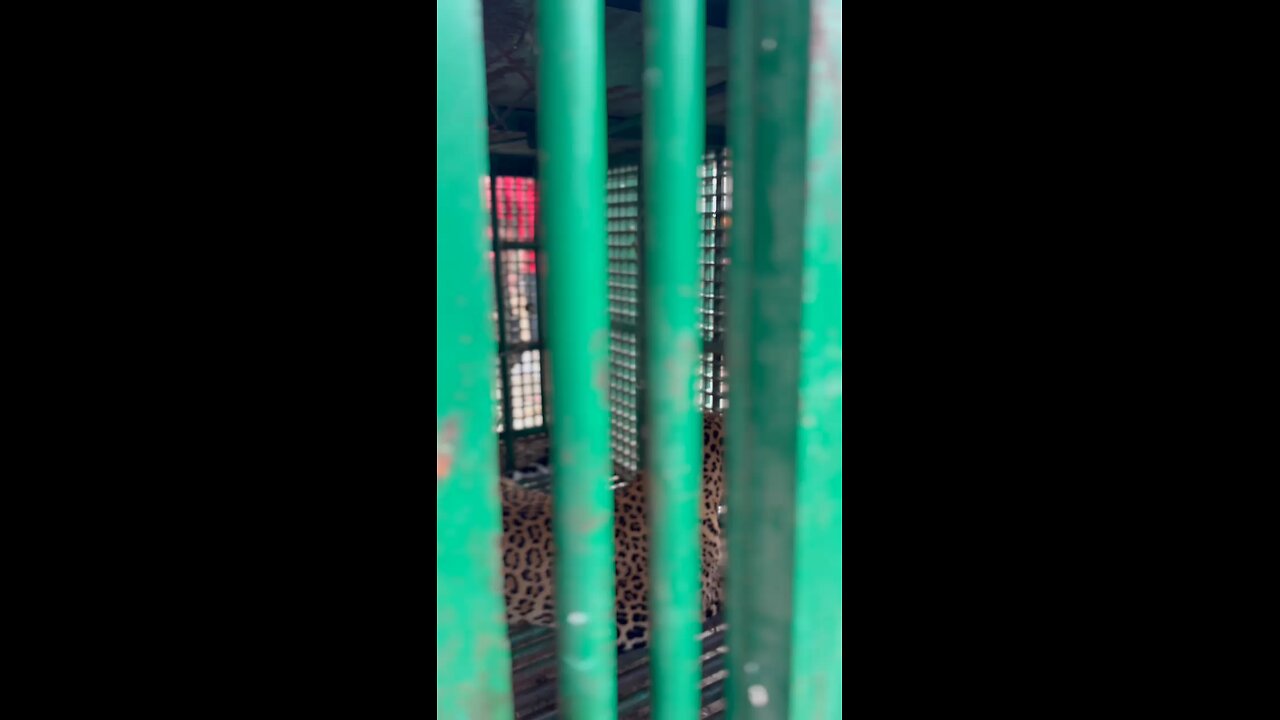 tiger 🐯
