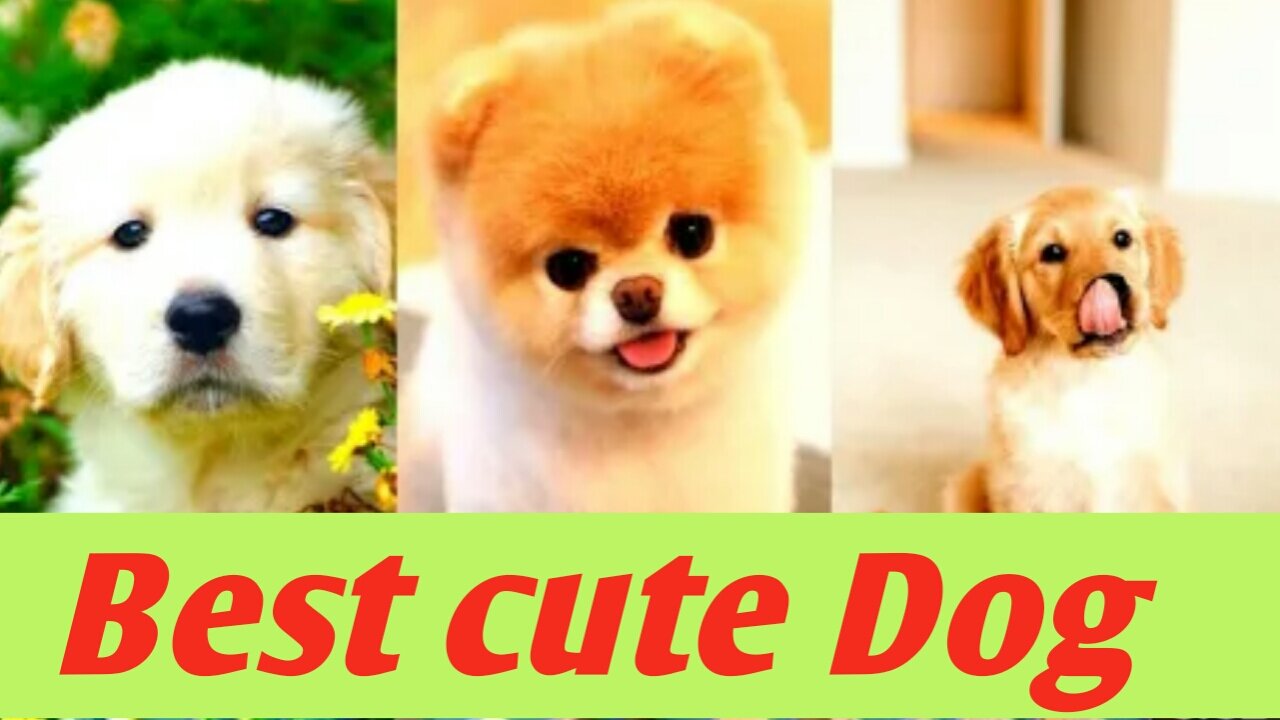 Best cute dog funny video