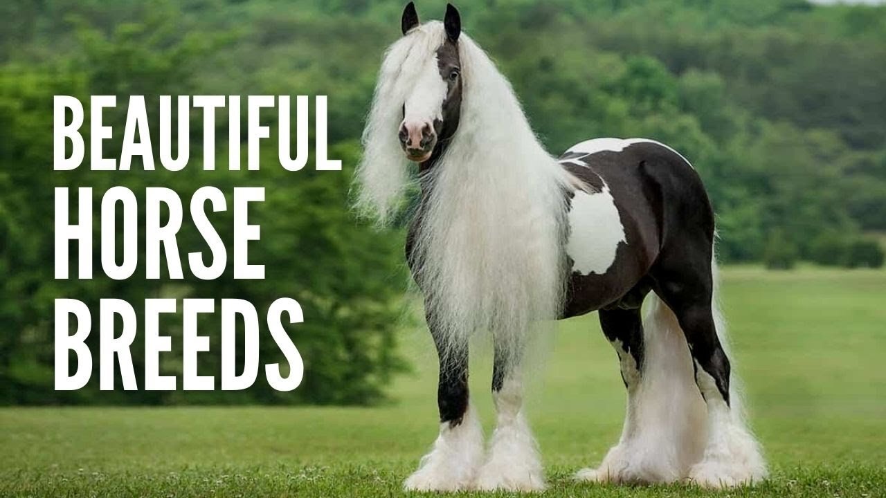 10 Most Beautiful Horse Breeds In The World