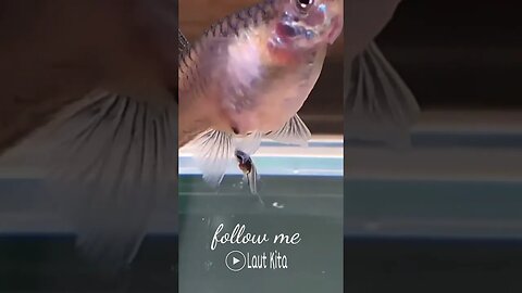 #ikanhiasairtawar #fish #shortvideo #shortsfeed