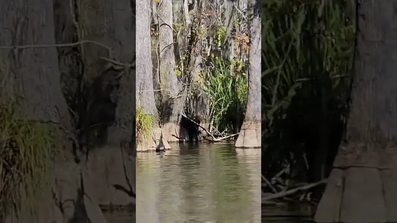 Honey Island Swamp, Louisiana