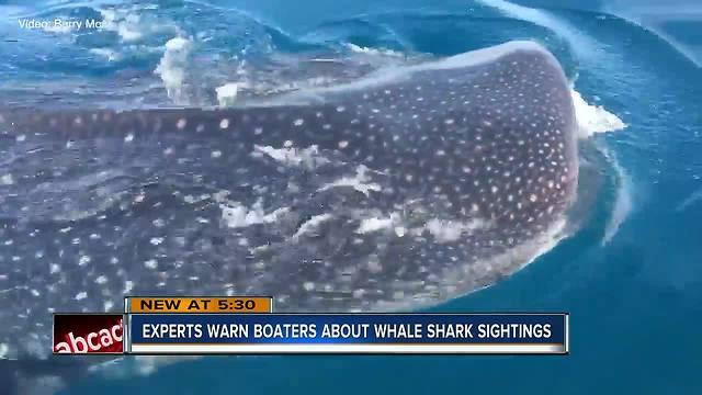 Captain spots massive whale shark near Anna Maria Island