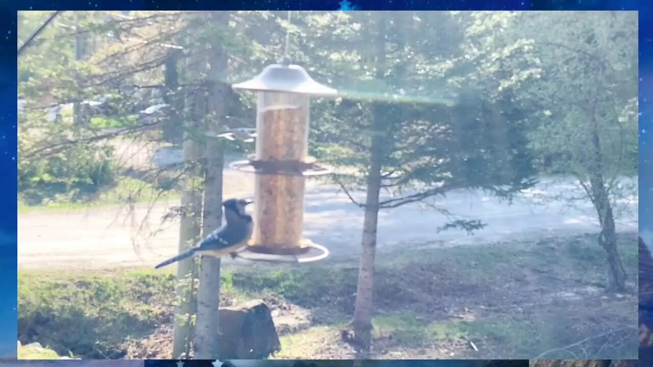 Relax With The Birds & Bowls