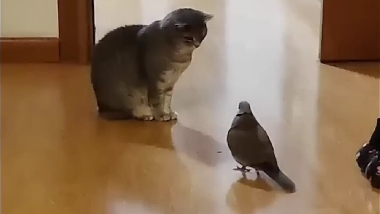 Funny cat video 😹🙀😹🙀#funny #cat