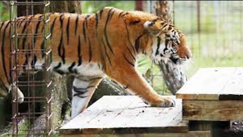 How To Feed 100 BIG CATS