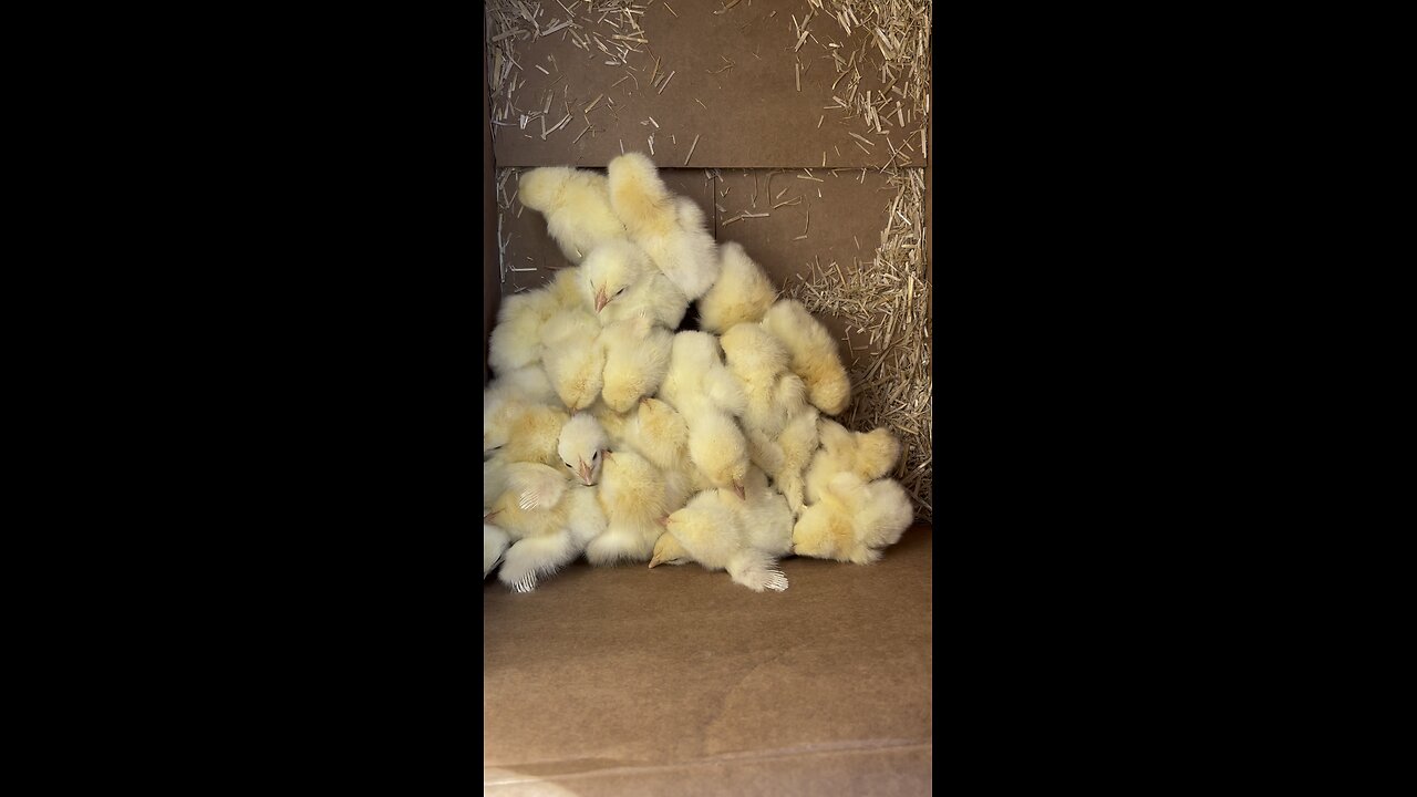 Baby Chicks