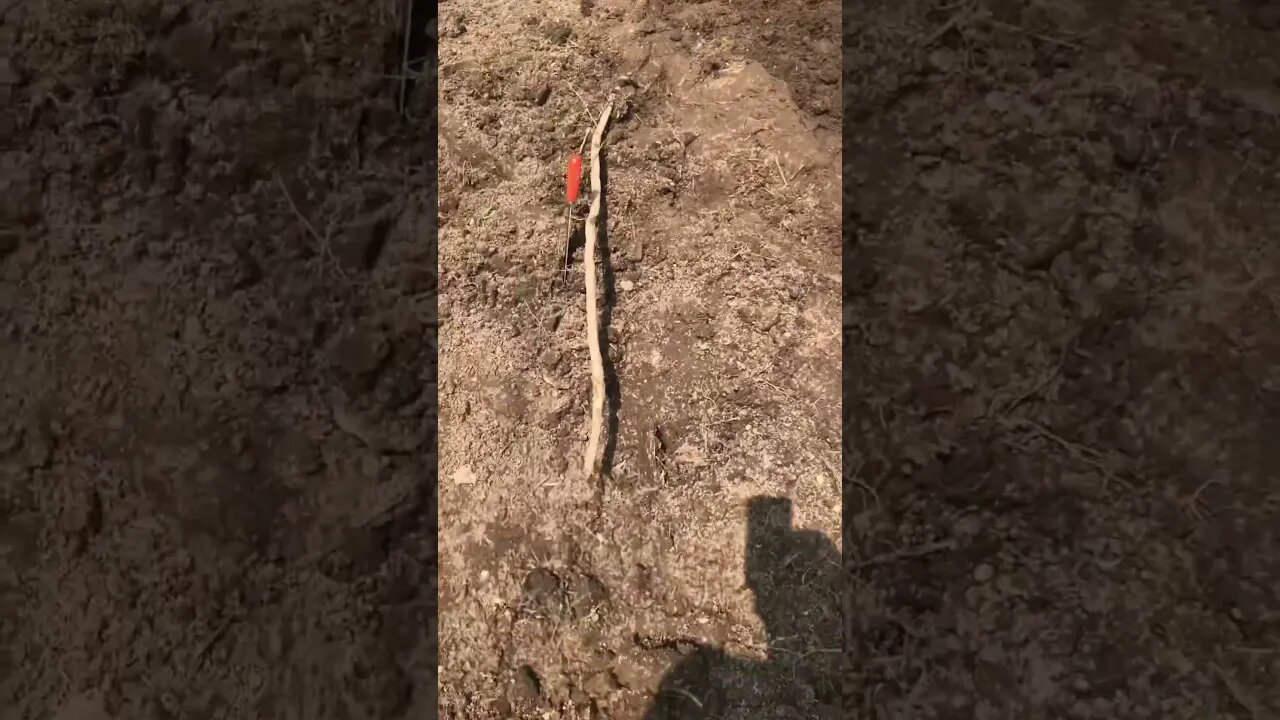 Working Away 👨‍🌾