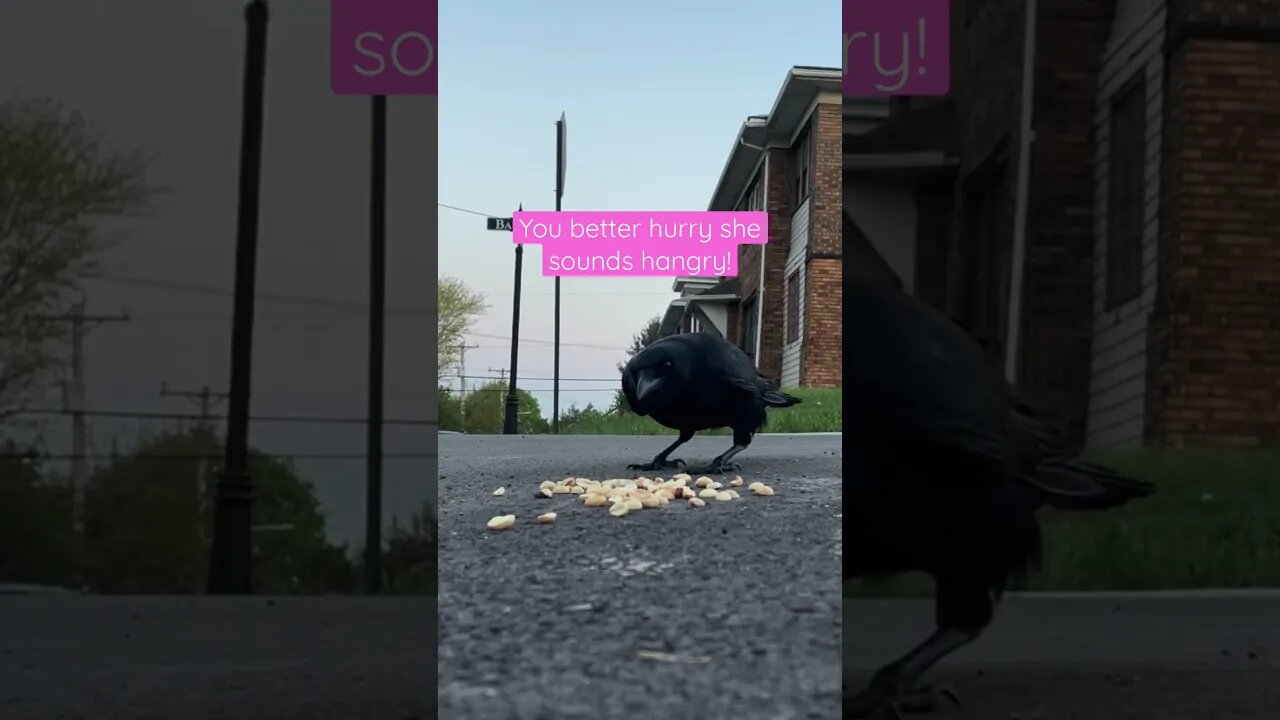 Crow Feeding: I feed Solo so he can feed his wife who is sitting on their eggs! #crows #birds