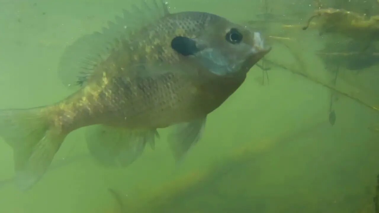 Bluegill release with snapping turtle