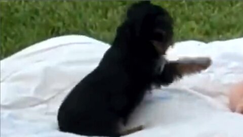 Puppy and my Baby Boy