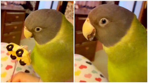 Parrot gets humorously angry after owner ruins his playtime