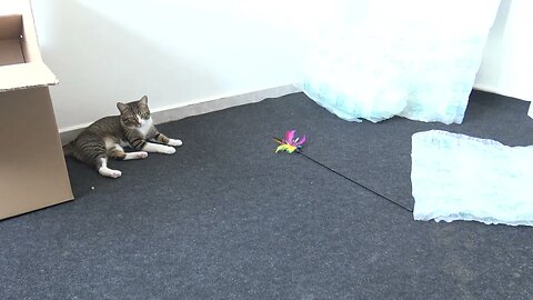 Playful Cat Jumps Unexpectedly