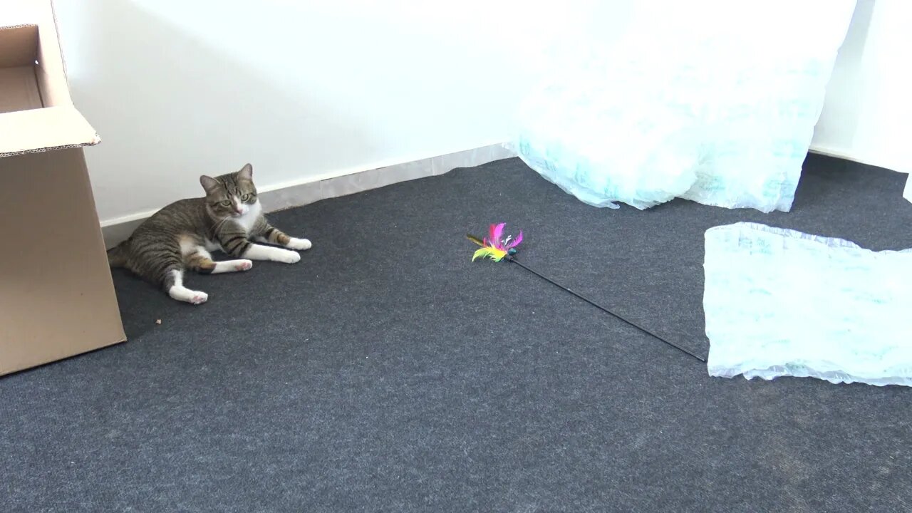 Playful Cat Jumps Unexpectedly