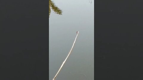 Best Amazing Unique Hook Fishing Technique Form River Village Boy Hunting Big Fish By Hook in River
