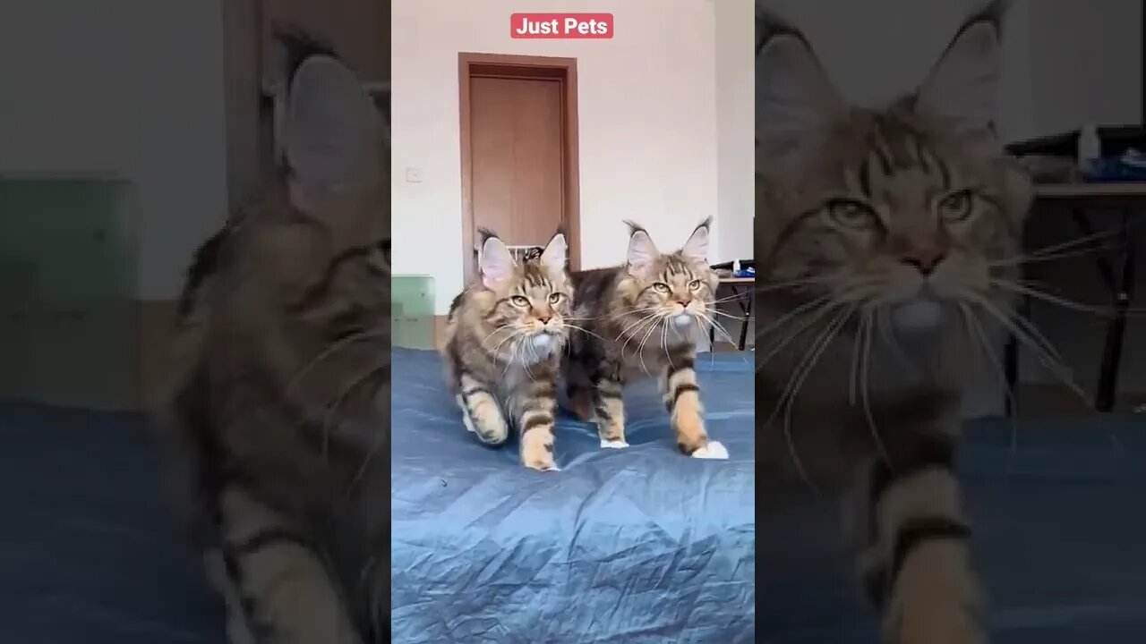 Adorable Cat Family #cute #funnyanimals #tiktok #funnyvideos #cat